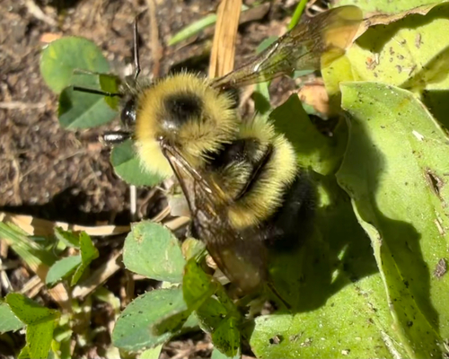 Half-black Bumble Bee