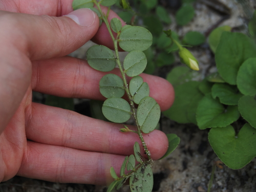 Crotalaria rotundifolia, photograph 6
