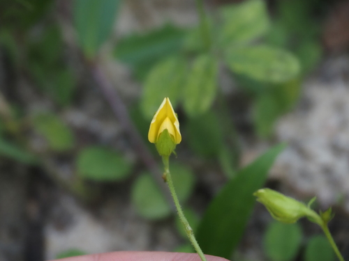 Crotalaria rotundifolia, photograph 4
