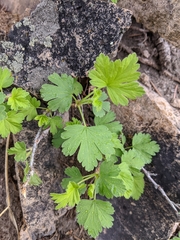 Ribes oxyacanthoides