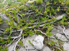 Rhamnus pumila