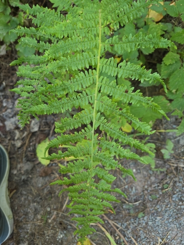 northern lady fern