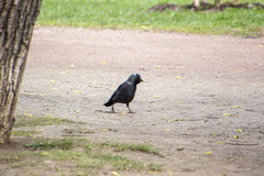 Corvus monedula