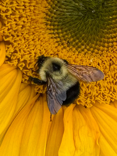 Half-black Bumble Bee