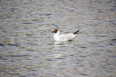 Chroicocephalus ridibundus