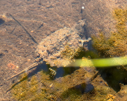 Common Snapping Turtle