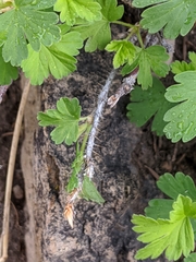 Ribes oxyacanthoides