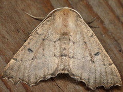 Odontopera bidentata