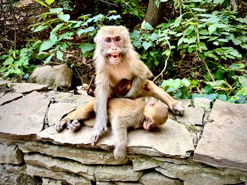 Rhesus Macaque