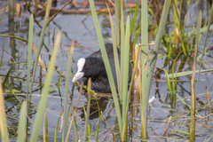 Fulica atra