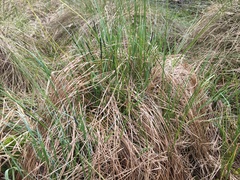 Carex cespitosa