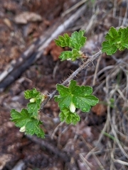 Ribes oxyacanthoides