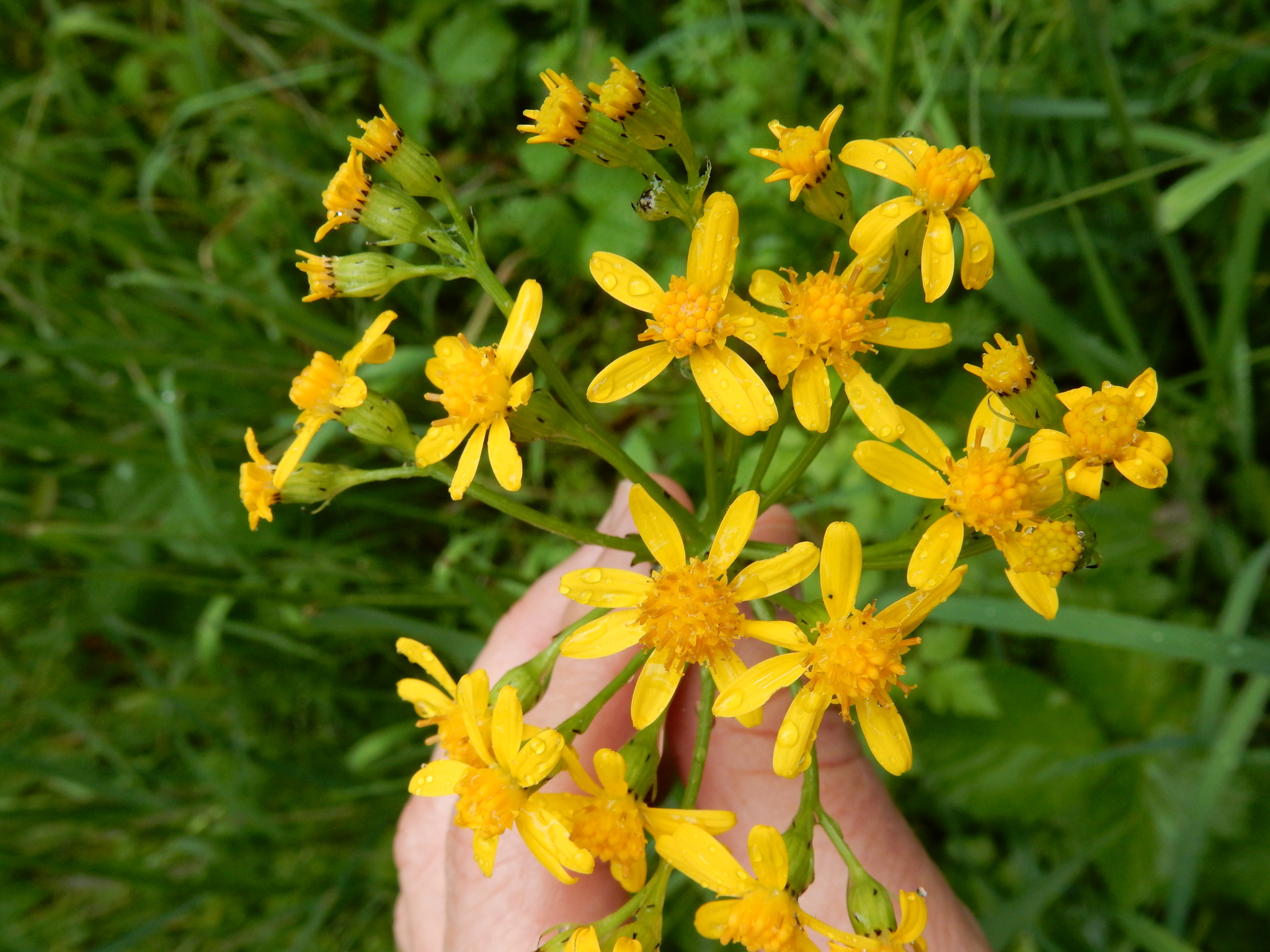 Senecio integerrimus var. integerrimus
