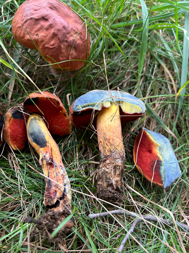 Red-mouth Bolete · September 2026 · photo: Photo: (c) Deana Tempest Thomas, some rights reserved (CC BY) · iNaturalist