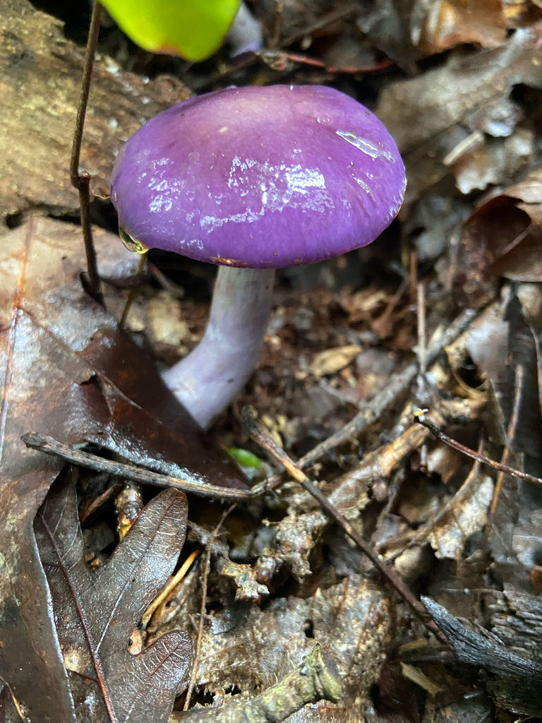 Viscid Violet Cort · September 2026 · photo: Photo: no rights reserved · iNaturalist