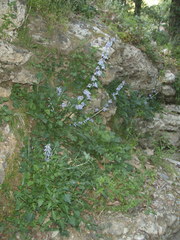 Petromarula pinnata