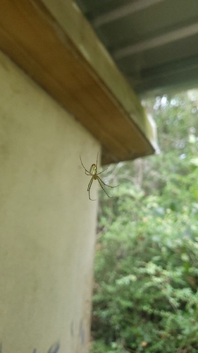 Mabel Orchard Orbweaver