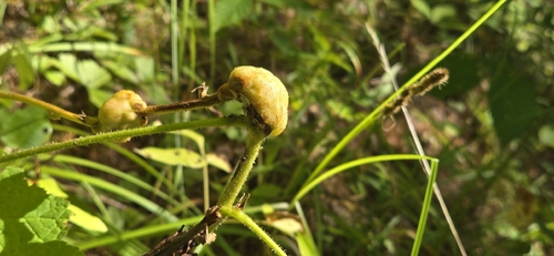 Thimbleberry Gall Wasp