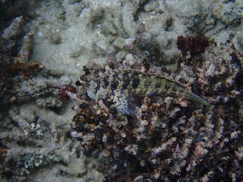 Jewelled Blenny