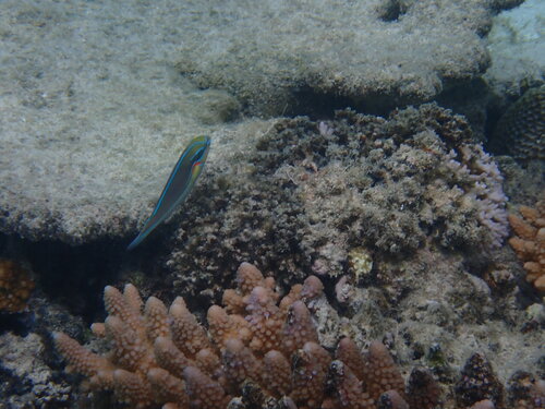 Redshoulder Wrasse