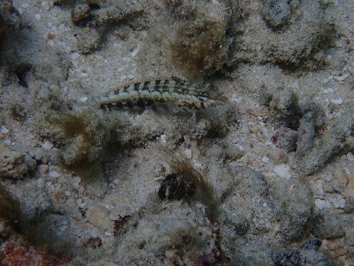 Southern Grubfish