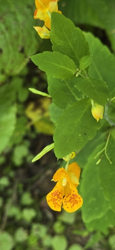 common jewelweed
