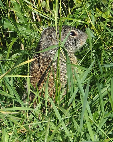 Franklin's Ground Squirrel