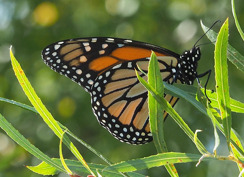Monarch