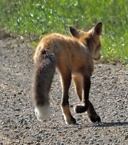 Red Fox