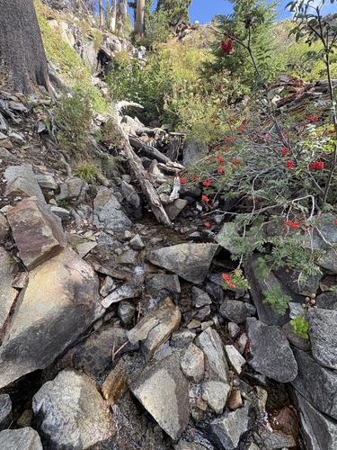 California mountain ash (Sorbus californica)