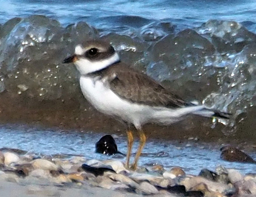 Semipalmated Plover