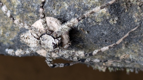 White-banded Fishing Spider