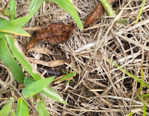 Short-winged Green Grasshopper