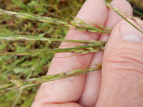 Image of Eriocoma lemmonii by (c) Ed Alverson, some rights reserved (CC BY)
