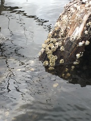 Amphibalanus eburneus