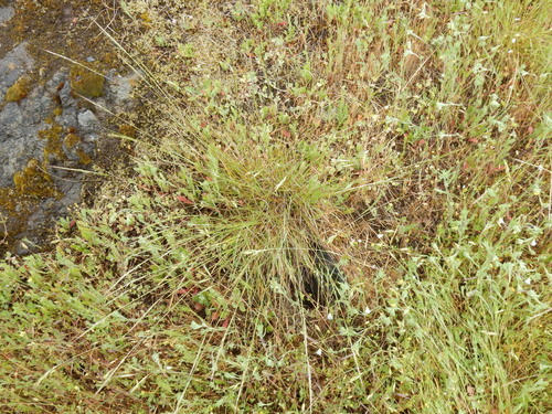 Image of Lemmon's Needle Grass (Eriocoma lemmonii) by (c) Ed Alverson, some rights reserved (CC BY)