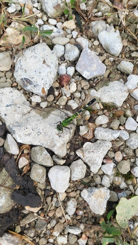 Eastern Pondhawk