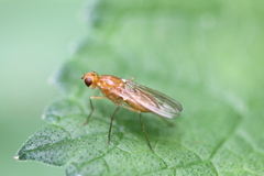 Psila fimetaria