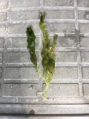 Cymodoceaceae