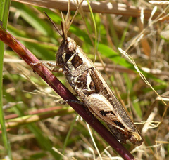 Catantops melanostictus