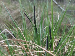 Carex cespitosa