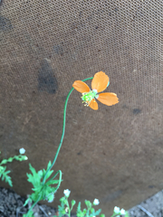 Papaver californicum