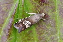 Grapholita compositella