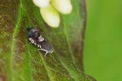 Grapholita compositella