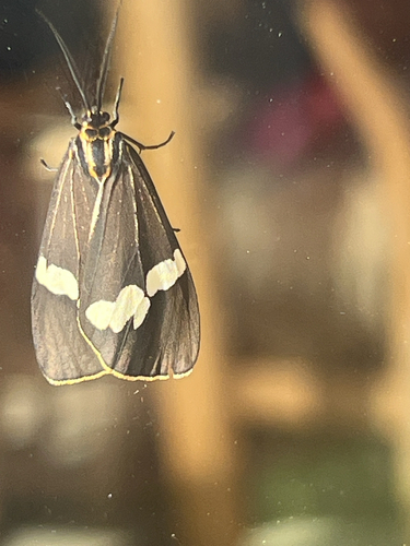 Australian magpie moth