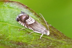 Grapholita compositella