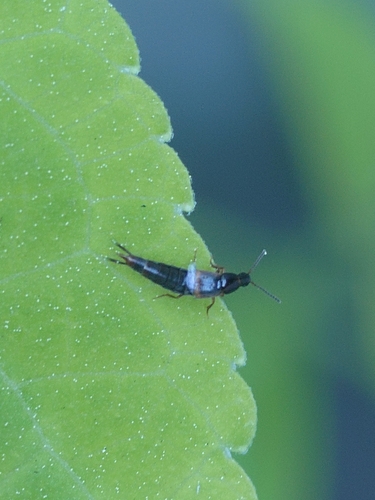 Heterothops, 2026-09-03