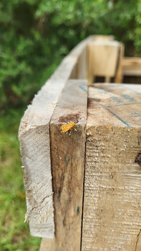 Orange Assassin Bug