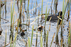 Fulica atra