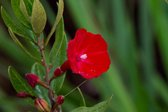 Ipomoea cavalcantei
